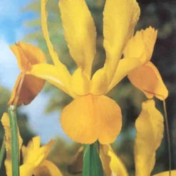 Menu Bright And Sunny Yellow Collection 28 Menu Bright And Sunny Yellow Collection -US Garden Plants Sales 2024 89127 bright and sunny yellow collection 11