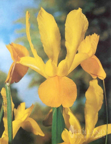 Menu Bright And Sunny Yellow Collection 13 Menu Bright And Sunny Yellow Collection - Image 11