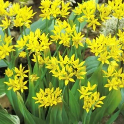 Menu Bright And Sunny Yellow Collection 29 Menu Bright And Sunny Yellow Collection -US Garden Plants Sales 2024 89127 bright and sunny yellow collection 12