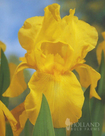 Menu Bright And Sunny Yellow Collection 4 Menu Bright And Sunny Yellow Collection - Image 2