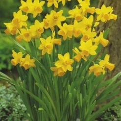 Menu Bright And Sunny Yellow Collection 20 Menu Bright And Sunny Yellow Collection -US Garden Plants Sales 2024 89127 bright and sunny yellow collection 3