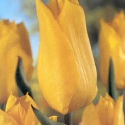 Menu Bright And Sunny Yellow Collection 21 Menu Bright And Sunny Yellow Collection -US Garden Plants Sales 2024 89127 bright and sunny yellow collection 4