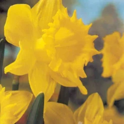 Menu Bright And Sunny Yellow Collection 24 Menu Bright And Sunny Yellow Collection -US Garden Plants Sales 2024 89127 bright and sunny yellow collection 7