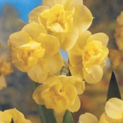 Menu Bright And Sunny Yellow Collection 25 Menu Bright And Sunny Yellow Collection -US Garden Plants Sales 2024 89127 bright and sunny yellow collection 8