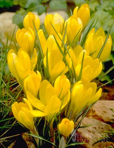 Menu Bright And Sunny Yellow Collection 11 Menu Bright And Sunny Yellow Collection - Image 9