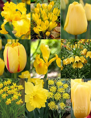 Menu Bright And Sunny Yellow Collection 3 Menu Bright And Sunny Yellow Collection