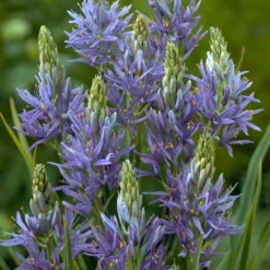 Menu River Of Blue Garden Collection -US Garden Plants Sales 2024 89128 river of blue garden collection 3