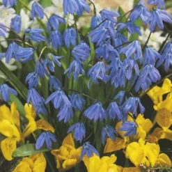 Menu River Of Blue Garden Collection -US Garden Plants Sales 2024 89128 river of blue garden collection 5