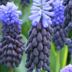 Menu River Of Blue Garden Collection -US Garden Plants Sales 2024 89128 river of blue garden collection 6