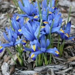 Menu River Of Blue Garden Collection -US Garden Plants Sales 2024 89128 river of blue garden collection 7