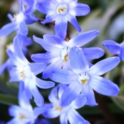 Menu River Of Blue Garden Collection -US Garden Plants Sales 2024 89128 river of blue garden collection 8