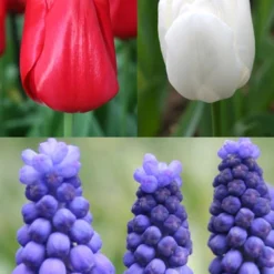 Menu Red, White And Blue Collection