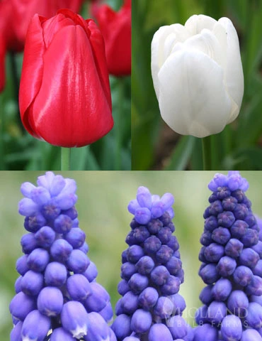 Menu Red, White And Blue Collection 3 Menu Red, White And Blue Collection