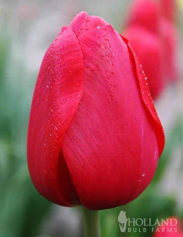 Menu Small Space Red, White And Blue Kit 4 Menu Small Space Red, White And Blue Kit - Image 2