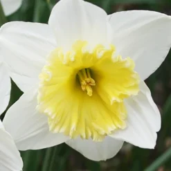 Menu Small Space Red, White And Blue Kit 16 Menu Small Space Red, White And Blue Kit -US Garden Plants Sales 2024 89132 small space red white and blue kit 3