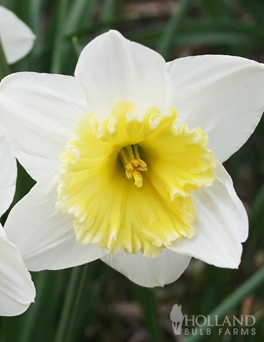 Menu Small Space Red, White And Blue Kit 5 Menu Small Space Red, White And Blue Kit - Image 3