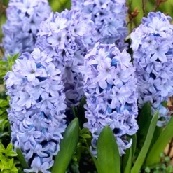 Menu Small Space Red, White And Blue Kit 17 Menu Small Space Red, White And Blue Kit -US Garden Plants Sales 2024 89132 small space red white and blue kit 4