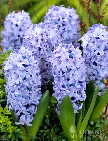 Menu Small Space Red, White And Blue Kit 6 Menu Small Space Red, White And Blue Kit - Image 4