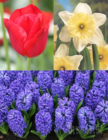 Menu Small Space Red, White And Blue Kit 3 Menu Small Space Red, White And Blue Kit