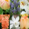 Menu Fragrant Mix Collection 2 Menu Fragrant Mix Collection -US Garden Plants Sales 2024 89134 fragrant mix collection