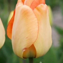 Menu Fragrant Mix Collection 20 Menu Fragrant Mix Collection -US Garden Plants Sales 2024 89134 fragrant mix collection 3