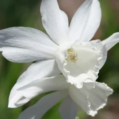 Menu Fragrant Mix Collection 21 Menu Fragrant Mix Collection -US Garden Plants Sales 2024 89134 fragrant mix collection 4