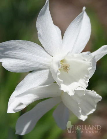 Menu Fragrant Mix Collection 6 Menu Fragrant Mix Collection - Image 4