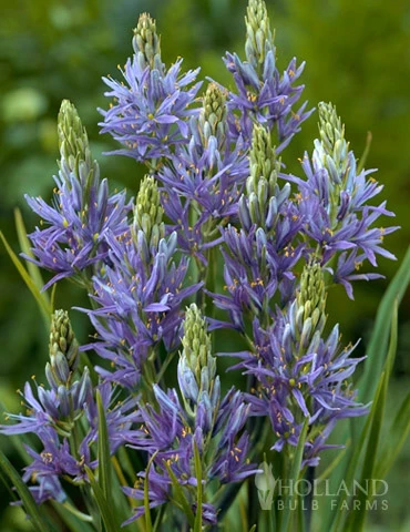 Menu Fragrant Mix Collection 9 Menu Fragrant Mix Collection - Image 7