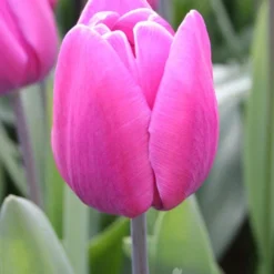 Menu Cool And Calm Blue Collection -US Garden Plants Sales 2024 89137 cool and calm blue collection 3