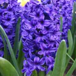 Menu Cool And Calm Blue Collection -US Garden Plants Sales 2024 89137 cool and calm blue collection 4