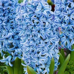 Menu Cool And Calm Blue Collection -US Garden Plants Sales 2024 89137 cool and calm blue collection 6