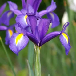 Menu Cool And Calm Blue Collection -US Garden Plants Sales 2024 89137 cool and calm blue collection 7