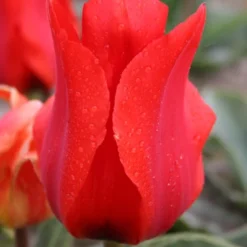 Menu Sweetheart Duo Collection -US Garden Plants Sales 2024 89140 sweetheart duo collection 2