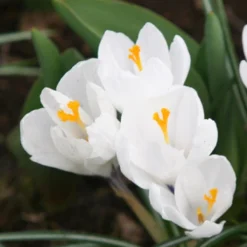 Menu Sweetheart Duo Collection -US Garden Plants Sales 2024 89140 sweetheart duo collection 3