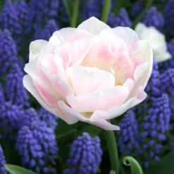 Menu Sweet As Angels Duo Collection