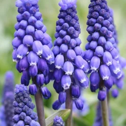 Menu Sweet As Angels Duo Collection -US Garden Plants Sales 2024 89142 sweet as angels duo collection 3