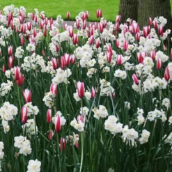 Menu Cheeriest Duo Collection