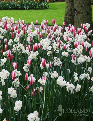 Menu Cheeriest Duo Collection 3 Menu Cheeriest Duo Collection