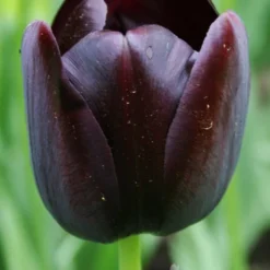 Menu Royalty Duo Collection -US Garden Plants Sales 2024 89144 royalty duo collection 2