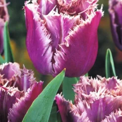 Menu Royalty Duo Collection -US Garden Plants Sales 2024 89144 royalty duo collection 3