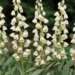 Menu Bloomin Bells Duo Collection 13 Menu Bloomin Bells Duo Collection -US Garden Plants Sales 2024 89147 blooming bells duo collection 3