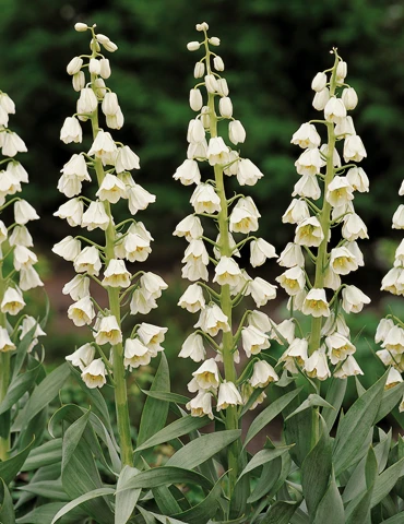 Menu Bloomin Bells Duo Collection 5 Menu Bloomin Bells Duo Collection - Image 3