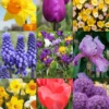 Menu Non-Stop Spring-Blooming Bulb Collection -US Garden Plants Sales 2024 89153 2