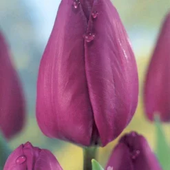 Menu Non-Stop Spring-Blooming Bulb Collection 21 Menu Non-Stop Spring-Blooming Bulb Collection -US Garden Plants Sales 2024 89153 non stop spring blooming bulb collection 2