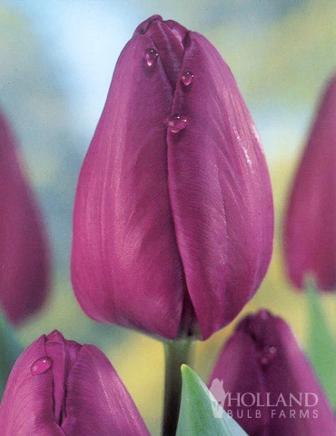 Menu Non-Stop Spring-Blooming Bulb Collection 6 Menu Non-Stop Spring-Blooming Bulb Collection - Image 4