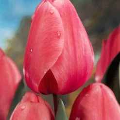 Menu Non-Stop Spring-Blooming Bulb Collection 20 Menu Non-Stop Spring-Blooming Bulb Collection -US Garden Plants Sales 2024 89153 non stop spring blooming bulb collection