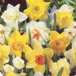 Menu Non-Stop Spring-Blooming Bulb Collection 22 Menu Non-Stop Spring-Blooming Bulb Collection -US Garden Plants Sales 2024 89153 non stop spring blooming bulb collection 3