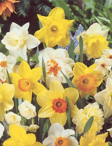 Menu Non-Stop Spring-Blooming Bulb Collection 7 Menu Non-Stop Spring-Blooming Bulb Collection - Image 5