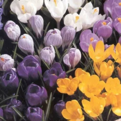 Menu Non-Stop Spring-Blooming Bulb Collection 23 Menu Non-Stop Spring-Blooming Bulb Collection -US Garden Plants Sales 2024 89153 non stop spring blooming bulb collection 4