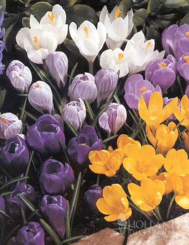 Menu Non-Stop Spring-Blooming Bulb Collection 8 Menu Non-Stop Spring-Blooming Bulb Collection - Image 6